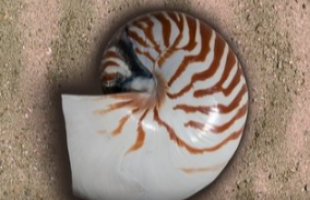 首都机场海关查获鹦鹉螺 系濒危动物物种