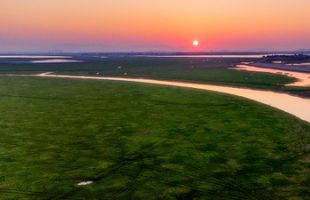 鄱阳湖区人工繁育苦草 推进退化湿地生境恢复