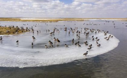 四川阿坝：冰雪消融 首批候鸟飞抵若尔盖湿地