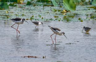 “近自然”推进衡水湖保护修复，越冬鸟类超6万只