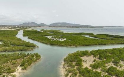 探访海南红树林：生态修复再造“海上森林”