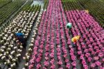 百里杜鹃：花卉产业开出“花样经济”