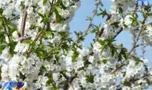 十万亩樱桃园花美果丰产业兴 小小樱桃成为幸福果