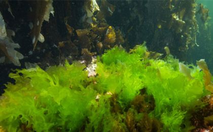 海藻保鲜膜：来自海洋的天然“塑料”