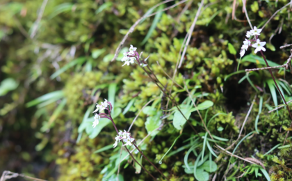 四川卧龙：发现并命名5种植物新物种