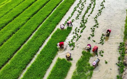 《中国农业绿色发展报告2022》发布
