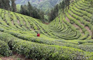 陕西印发11条重点任务助推全国千亿级茶产业强省建设