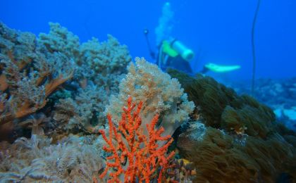 南海海洋所提出“珊瑚礁生态泵”概念