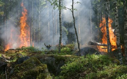 国家林草局森林草原防火专家组：气候因素致全球森林火灾多发