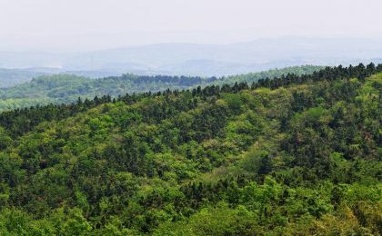 中办国办印发《深化集体林权制度改革方案》支持林业碳汇项目开发CCER