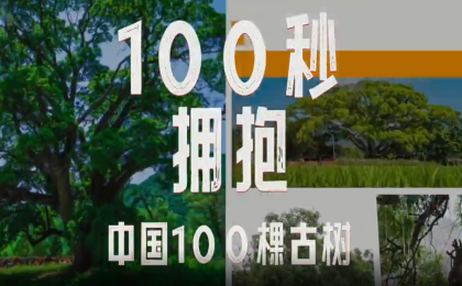 100秒看100棵中国最美古树