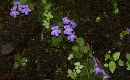 新发现！江西龙南九连山保护区发现植物新物种弧冠报春苣苔
