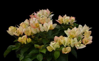 中国热科院推出100多个热带花卉新品种