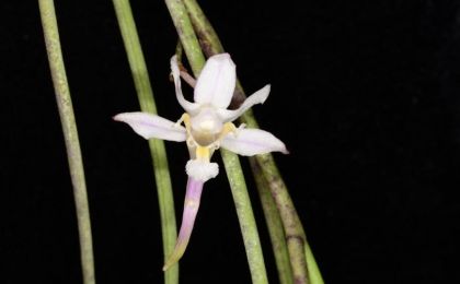 我国科研人员在云南、西藏发现6种兰科植物新种