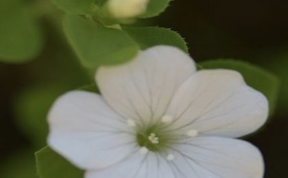 四川发现野生植物新种——美姑青篱柴