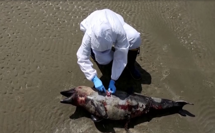 巴西近千只海豹海狮死于禽流感