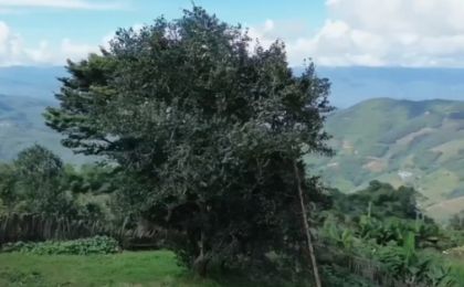 全球最古老野生茶树近25米，有9层楼高