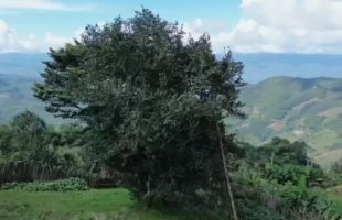 全球最古老野生茶树近25米，有9层楼高
