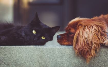 《反虐待动物法案》生效！今年起，法国宠物店不再出售猫狗