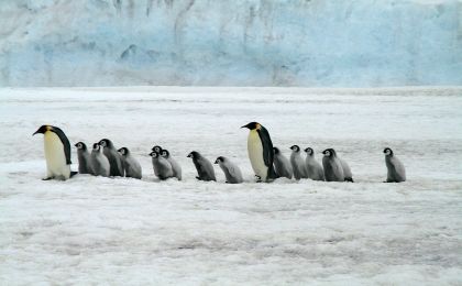 南极到底有多少种企鹅？答案可能出乎你意料