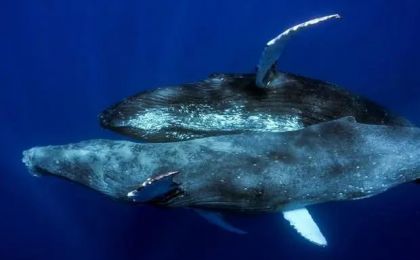 人类史上首次记录到座头鲸交配行为 然而，两头都是雄性