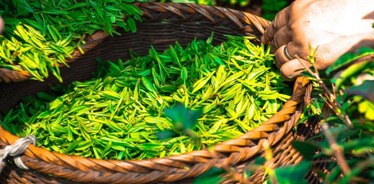 抢春茶啦！四川眉山最大茶叶交易市场迎来头茶交易热