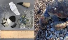 触目惊心！地中海死海龟体内惊现数百件塑料制品