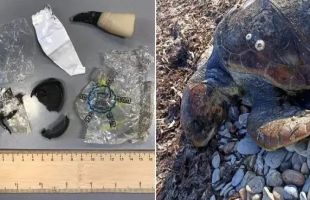 触目惊心！地中海死海龟体内惊现数百件塑料制品