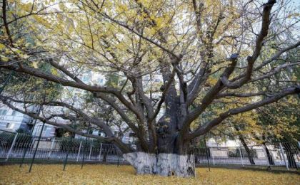 北京将加强古树名木保护 建设一批古树名木公园