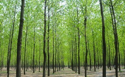 河北平泉两个国家重点林木良种基地项目通过考核