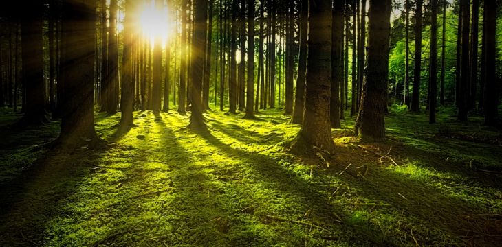 中国林科院研究揭示不同林龄马尾松人工林土壤有机碳来源及机制