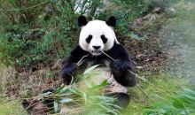 中国大熊猫国家公园与法国比利牛斯国家公园结成友好合作关系