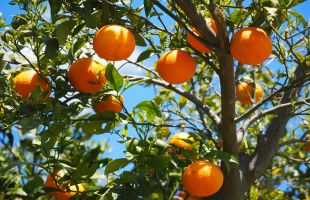 我国首个柑橘类果园碳汇团体标准发布