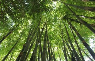 小竹子撬动大产业 澎湃高质量发展新动能