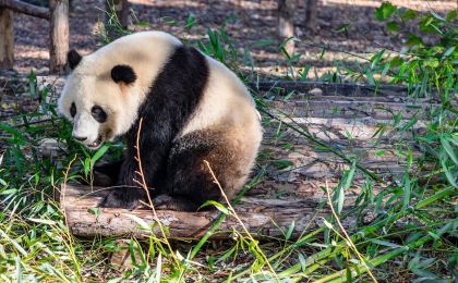 大熊猫国际合作为黑实验？熊猫中心虐待美香一家？官方辟谣