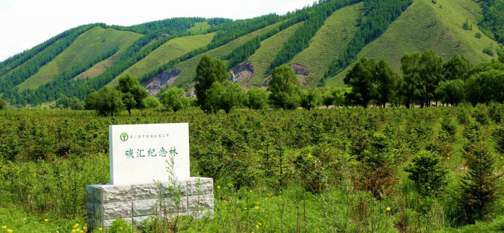习近平总书记关切事丨释放森林“宝库”发展潜能