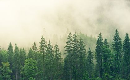 人工林面积世界第一，为啥还要年年植树？