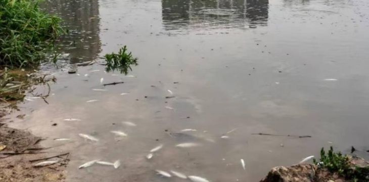 东莞一河流突现大片死鱼，环境局：大雨后部分生活污水冲刷入河，鱼类因缺氧死亡
