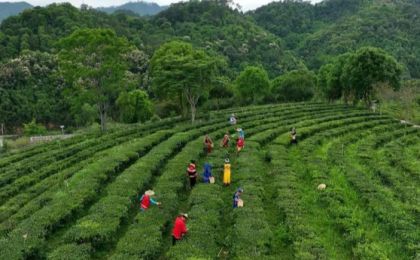 茶产业成为山坪村脱贫致富“金钥匙”