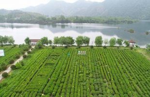 茶旅融合发展解锁乡村振兴“绿色密码”