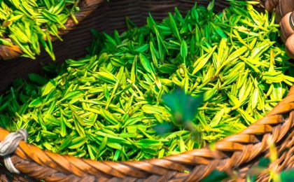 成都推动茶产业投资及茶叶销售 签约金额超3．5亿元
