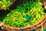 成都推动茶产业投资及茶叶销售 签约金额超3．5亿元