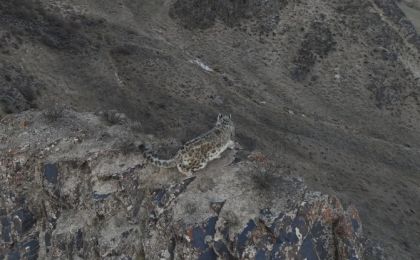 威风凛凛！牧民近距离航拍国家一级保护动物雪豹