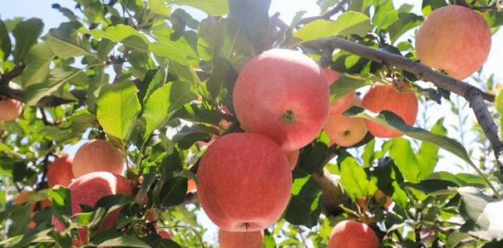 印台苹果：从零星种植到富民强区的蝶变之路