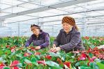 拉萨：花卉种植 催生“美丽经济”