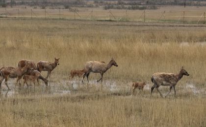 5只小麋鹿“落户”宁夏青铜峡 见证湿地生态修复成效