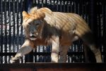 俄罗斯颁布新规：禁止民众私自养猛兽，涉120余种野生动物