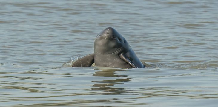 长江水生生物多样性持续恢复 禁渔第五年 亮出成绩单