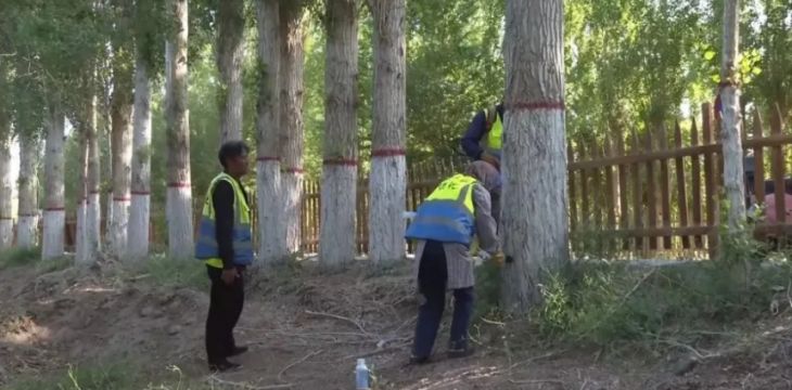 敦煌市45万株林木将集体“打针”