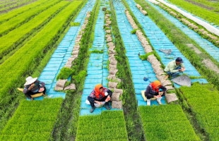 全国夏收夏种气象服务启动